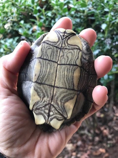 turtle hand rattle