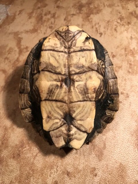 map turtle hand rattle lion head