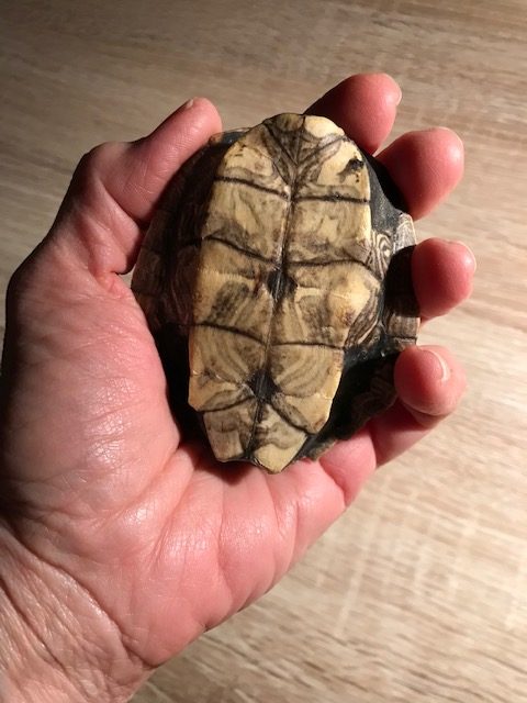 map turtle hand rattle